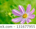 Pink cosmos flowers blooming in autumn field 131677955