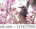 Spring scenery with Kawazu cherry blossoms and brown-eared bulbuls 131677956