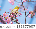 Blue sky, deep pink cherry blossoms, and the chirping of Japanese white-eyes 131677957