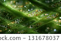 Freshwater microalgae blooming under microscope. Live green cell structure, view of the leaf surface showing plant cells. Unicellular green algae with plant protoplast plankton cell. 131678037