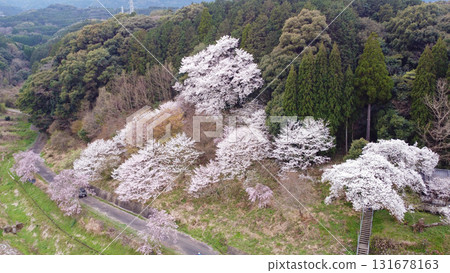 明星櫻花（伊万里市）及其周圍山櫻花的鳥瞰圖 131678163