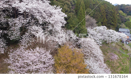 Aerial view of Myojozakura (Imari City) and the surrounding mountain cherry blossoms 131678164