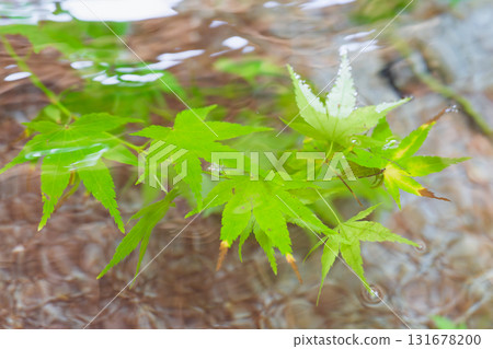 Fresh green maple leaves floating in the chozuya (purification fountain) (Kosekiji Temple) Fresh green maple leaves floating in the chozuya (purification fountain) (Kosekiji Temple) 131678200