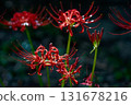 Crimson red spider lilies blooming in the forests of Sakushima 131678216