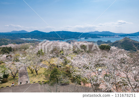 大山公園的櫻花(松浦市) 大山公園的櫻花(松浦市) 131678251