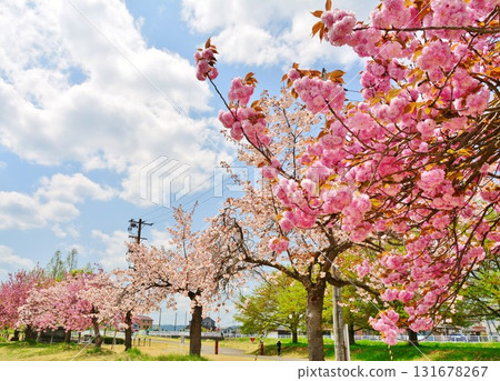 新潟縣長岡市越路川公園的重瓣櫻花 新潟縣長岡市越路川公園的重瓣櫻花 131678267