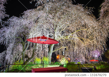 身延櫻(妙法寺垂枝櫻花)亮燈 身延櫻(妙法寺垂枝櫻花)亮燈 131678270