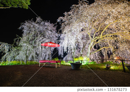 身延櫻（妙法寺垂枝櫻花）亮燈 131678273