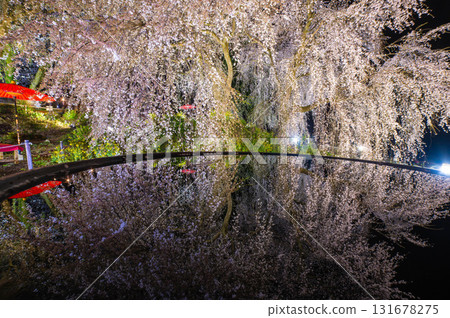 身延櫻（妙法寺垂枝櫻花）亮燈 131678275