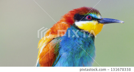 Bee-eater, Spain 131678338