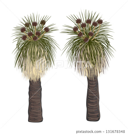Set of Kingia australis tree with flower vector isolated illustration. The Bullanock Grass tree in blossom, native Australian endemic flora element. Set of Kingia australis tree with flower vector isolated illustration. The Bullanock Grass tree in blossom, native Australian endemic flora element. 131678348