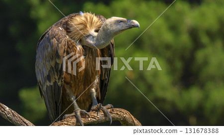 Eurasian Griffon Vulture, Spain 131678388