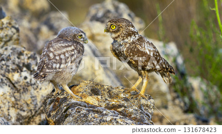 Little Owl, Spain Little Owl, Spain 131678423