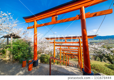 Torii gate and cherry blossoms at Ukiha Inari Shrine Torii gate and cherry blossoms at Ukiha Inari Shrine 131678444