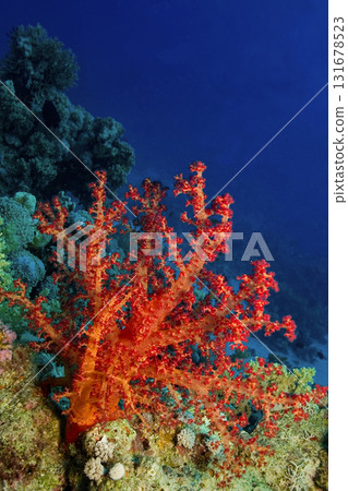 Multi-branched Coral Trees, Red Sea 131678523