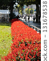 Salvia flowers in Sapporo Odori Park 131678538