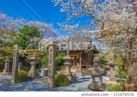 Cherry blossoms at Inkeya Shrine (Ukiha City) Cherry blossoms at Inkeya Shrine (Ukiha City) 131678558