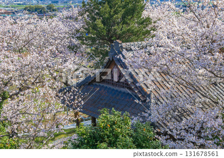 印家屋神社的櫻花（浮羽市） 131678561