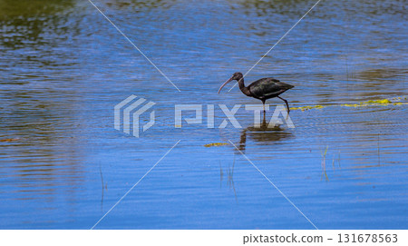 Glossy Ibis, Tablas de Daimiel National Park, Spain Glossy Ibis, Tablas de Daimiel National Park, Spain 131678563