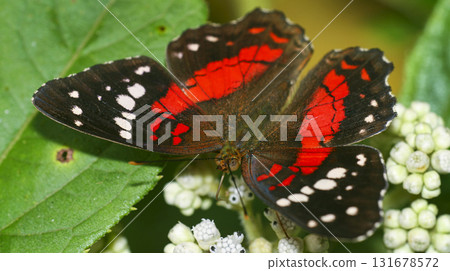 Brush-footed Butterfly, Amazonia 131678572
