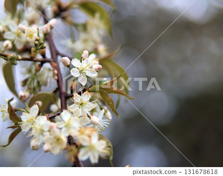 Beautiful Unnan cherry blossoms in April 131678618