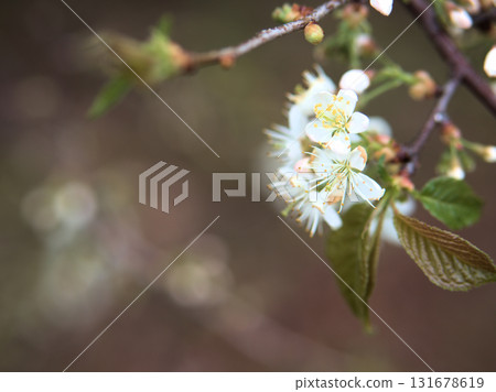 Beautiful Unnan cherry blossoms in April 131678619