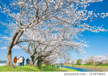 在Nagawa的櫻花樹 131678665