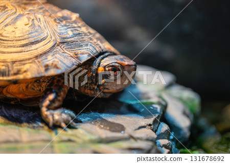 棕色池塘龜的特寫 131678692