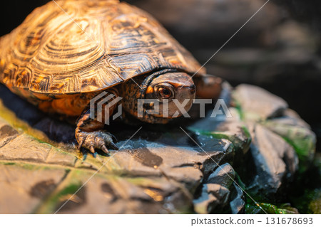 棕色池塘龜的特寫 131678693