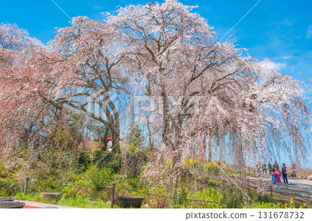 Minobu Sakura (Weeping Sakura at Myohoji Temple) Minobu Sakura (Weeping Sakura at Myohoji Temple) 131678732