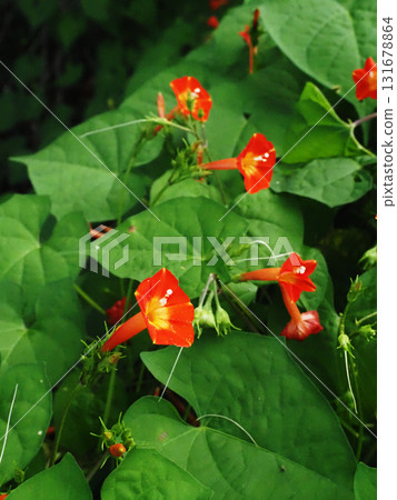 Orange-colored flowers of the round-leaved rhododendron japonica bathed in faint sunlight Orange-colored flowers of the round-leaved rhododendron japonica bathed in faint sunlight 131678864