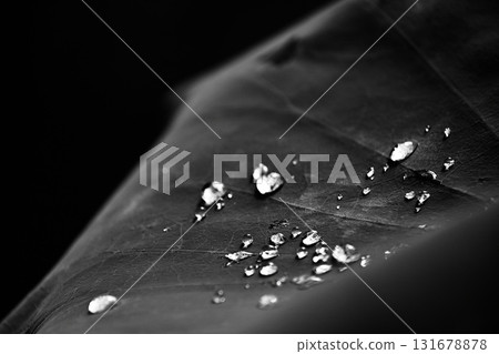 蓮花葉子和水滴 蓮花葉子和水滴 131678878