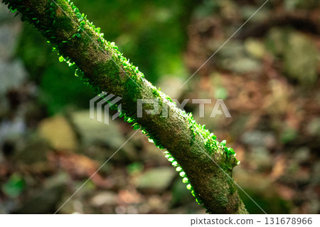 森林裡的樹枝 131678966