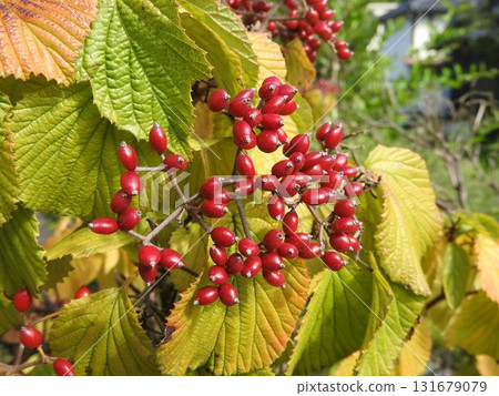 莢蒾的鮮紅色漿果 莢蒾的鮮紅色漿果 131679079
