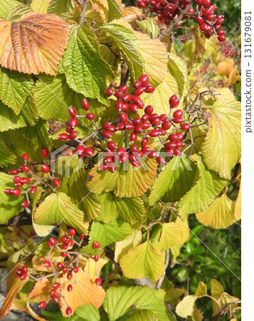 Bright red berries of the Viburnum Bright red berries of the Viburnum 131679081