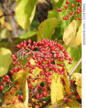 Bright red berries of the Viburnum Bright red berries of the Viburnum 131679083