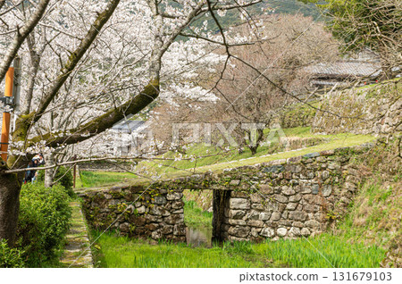 秋月城遺址的河原坂與櫻花 131679103