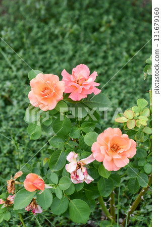 Rose《Easy Time》Easy Does It Rose 131679160