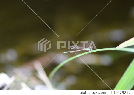 Ao montitonbo 131679232