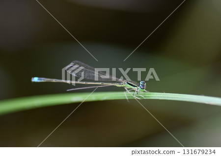 Ao montitonbo Ao montitonbo 131679234