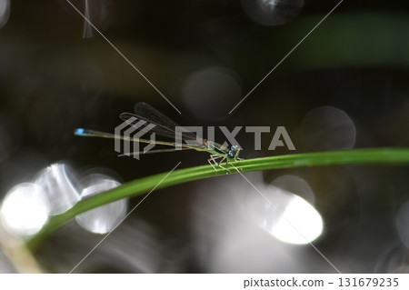 Ao montitonbo 131679235