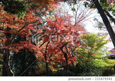 秋天的公園被秋葉覆蓋 秋天的公園被秋葉覆蓋 131679342