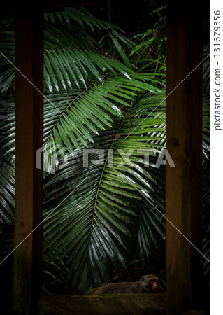 前景涼亭與後景葉子的構圖 前景涼亭與後景葉子的構圖 131679356