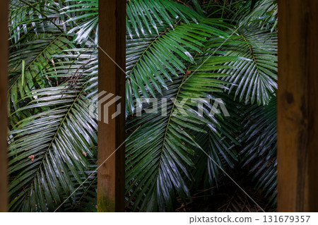 前景涼亭與後景葉子的構圖 前景涼亭與後景葉子的構圖 131679357