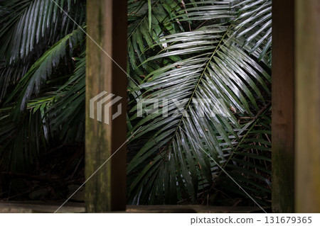 Composition of the pavilion in the foreground and leaves in the background 131679365