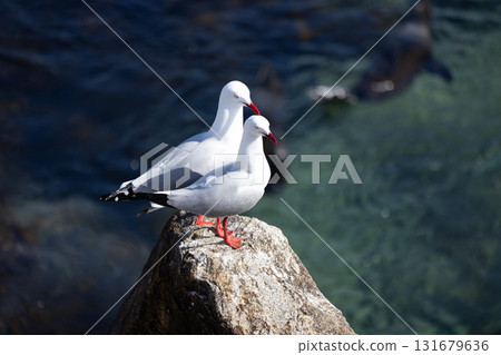 Seagulls in Narooma Inlet in Australia 131679636