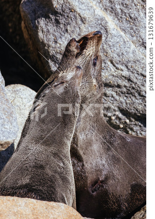 Fighting Seals in Narooma Inlet in Australia Fighting Seals in Narooma Inlet in Australia 131679639
