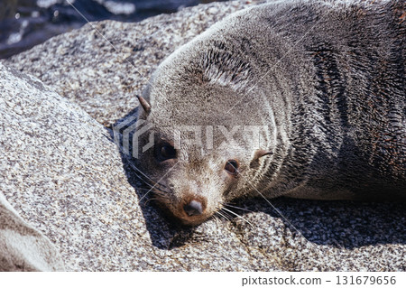 Seal in Narooma Inlet in Australia Seal in Narooma Inlet in Australia 131679656