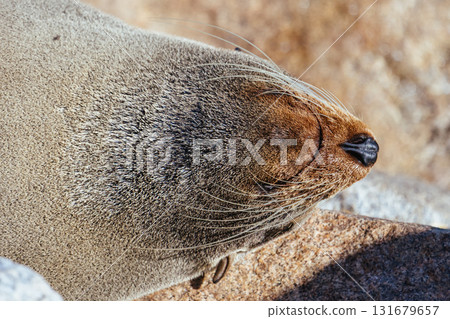 Seal in Narooma Inlet in Australia Seal in Narooma Inlet in Australia 131679657