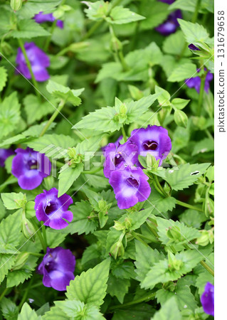 Super Torenia Catalina Amethyst Super Torenia Catalina Amethyst 131679658